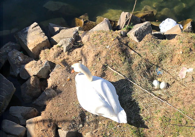 Schwan Nest mit 2 Eiern