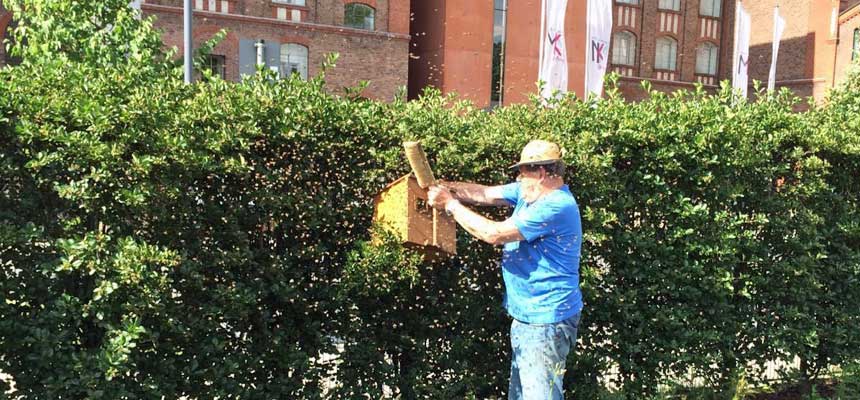 Bienen im Innenhafen