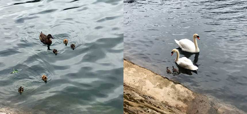 Enten und Schwäne mit Nachwuchs
