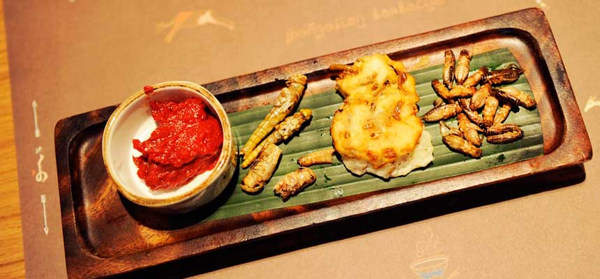 Mongos Dschungelbrett