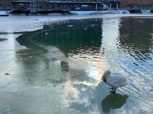 Schwan auf zugefrorenem Hafenbecken