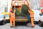 Wirtschaftsbetriebe holen Weihnachtsbäume ab